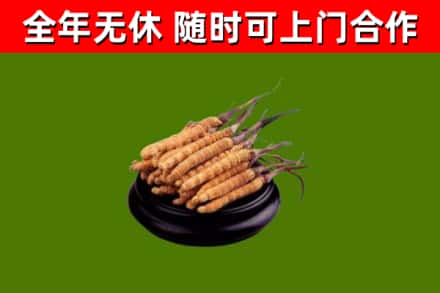北川回收冬虫夏草