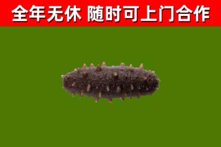 北川回收海参干